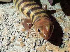 Eremiascincus richardsonii