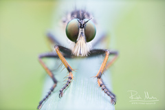 Neoitamus cothurnatus