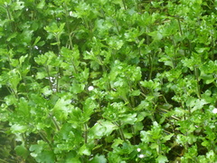 Shinnersia rivularis