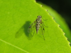 Chrysopilus asiliformis