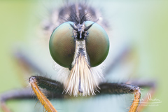 Neoitamus cothurnatus