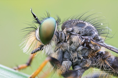 Neoitamus cothurnatus