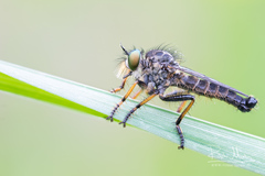 Neoitamus cothurnatus