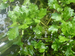 Shinnersia rivularis