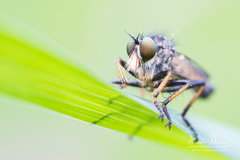 Neoitamus cothurnatus