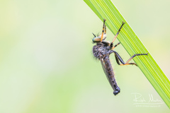 Neoitamus cothurnatus