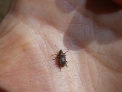 Pholicodes inauratus