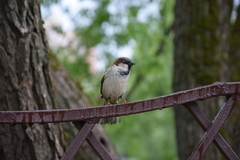 Passer domesticus