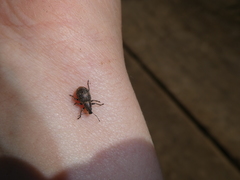 Pholicodes inauratus