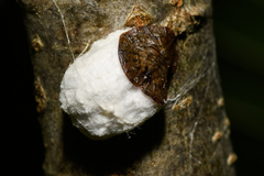 Pulvinaria innumerabilis