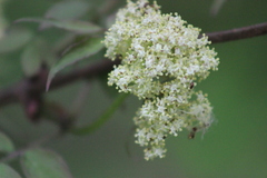 Sambucus sibirica