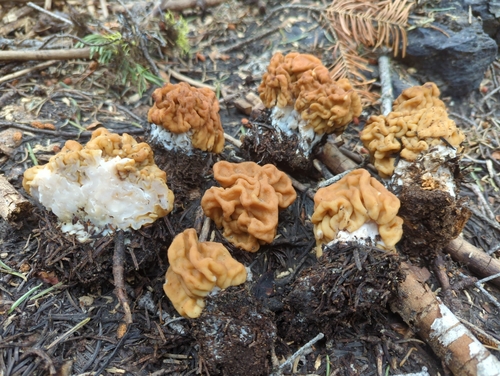 Maublancomyces montanus