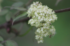 Sambucus sibirica