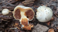 Pholiota nubigena