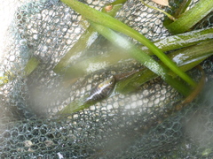 Amatitlania nigrofasciata