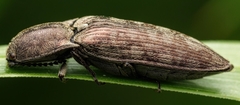 Actenicerus