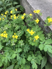 Chelidonium majus