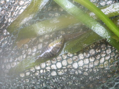 Amatitlania nigrofasciata