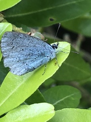 Celastrina argiolus
