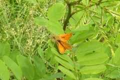 Ochlodes sylvanus