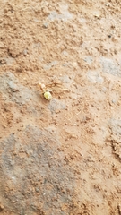 Oecophylla smaragdina