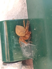 Olios argelasius