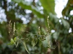 Justicia wynaadensis