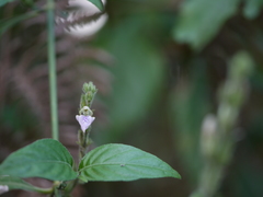 Justicia wynaadensis