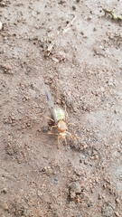 Oecophylla smaragdina