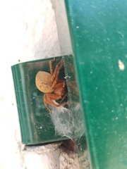 Olios argelasius