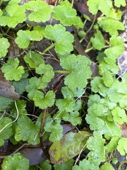 Hydrocotyle hirta
