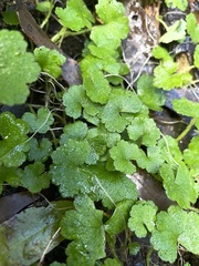 Hydrocotyle hirta