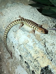 Eremiascincus richardsonii