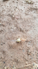 Oecophylla smaragdina