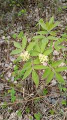 Sambucus sibirica