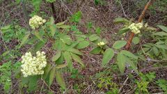 Sambucus sibirica