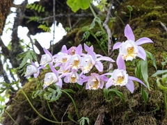 Pleione hookeriana