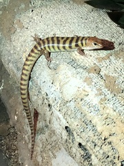 Eremiascincus richardsonii