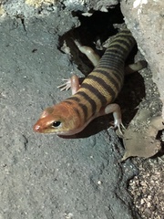 Eremiascincus richardsonii