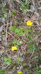 Ranunculus propinquus subborealis