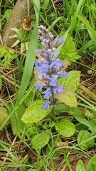 Ajuga reptans