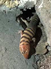 Eremiascincus richardsonii