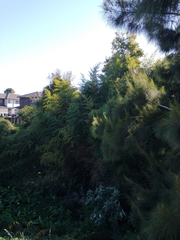 Phyllostachys nigra nigra