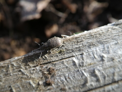 Pholicodes inauratus