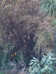 Phyllostachys nigra nigra