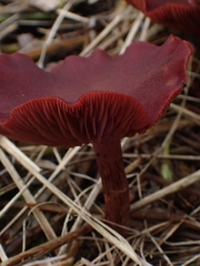Tubaria rufofulva