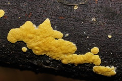 Trichoderma victoriense