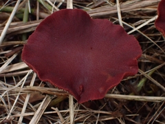 Tubaria rufofulva