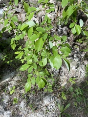 Salix taraikensis