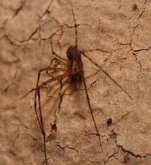 Australomimetus maculosus